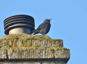Blue Rock Thrush