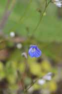 Breckland Speedwell
