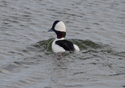 Bufflehead