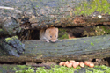 Bank Vole