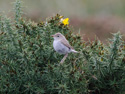 Booted Warbler