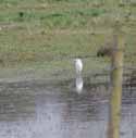 Cattle Egret
