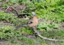 Chaffinch
