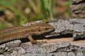 Common Lizard
