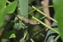 Common Lizard
