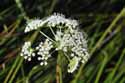 Cambridge Milk Parsley