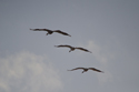 Cranes