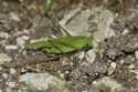 Sickle Bearing Bush Cricket