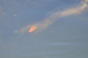 Common Seal Flipper Tag