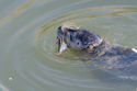 Common Seal