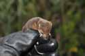 Common Shrew