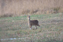 Chinese Water Deer