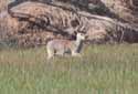 Chinese Water Deer