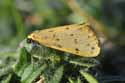 Dew Moth