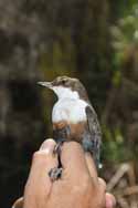 Dipper