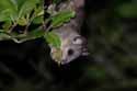 Edible Dormouse