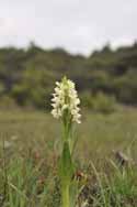 Early Marsh Orchid