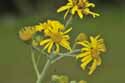 Fen Ragwort