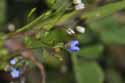 Fingered Speedwell