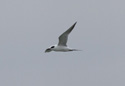 Forster's Tern