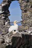 Gannet