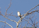Great Grey Shrike