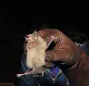 Greater Horseshoe Bat