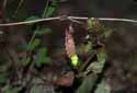 Glow worm