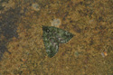 Red Green carpet Moth