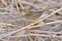 Grasshopper Warbler