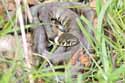 Grass Snake