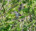 Great Spotted Cuckoo