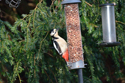 Great Spotted Woodpecker