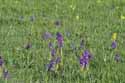 Green Winged Orchid