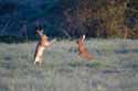 Hares