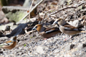 Hawfinch