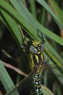 Hairy Dragonfly