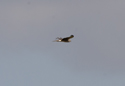 Hen Harrier