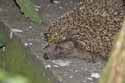 Hedgehog