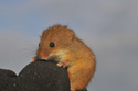 Harvest Mouse