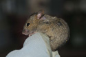 House Mouse
