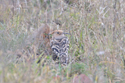 Hoopoe