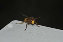 Hornet