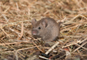 House Mouse