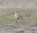 Isabelline Wheatear
