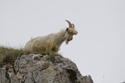 Kashmir Goat