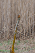 Kingfisher