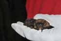 Leisler's Bat