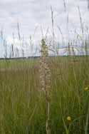 Lizard Orchid