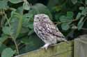 Little Owl